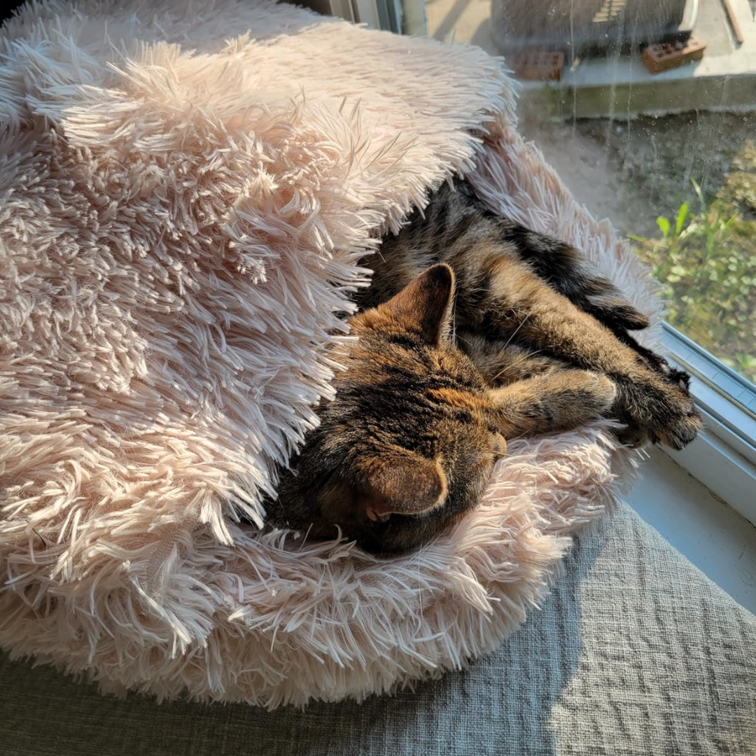 Calming Cozy Nest - Pet Bed